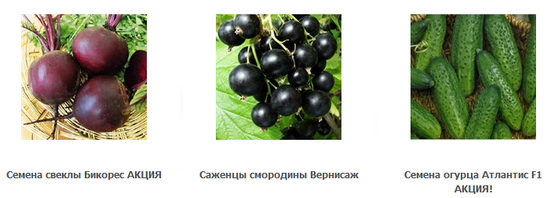 семена, луковицы овощей, пряных трав, цветов и саженцы ягодных кустарников