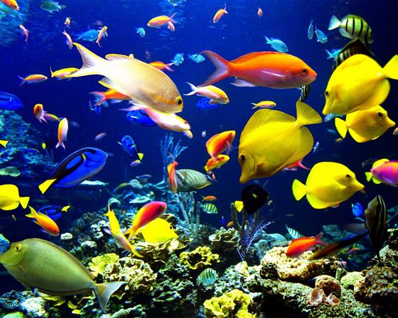 Мальдивские острова подводный мир