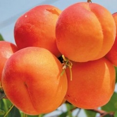абрикос