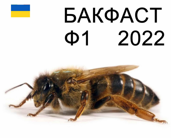 Матка бджолина, порода "БАКФАСТ" плідна 2022 року – купити в інтернет-магазині Парк Плюс: ціна, відгуки, фото, характеристики