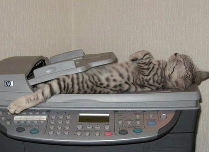 Кот на факсе