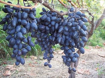 саженцы винограда украина